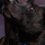 Phil McGraw Instagram - My most opinionated guest yet #dogreels