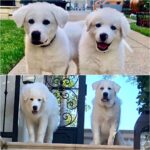 Phil McGraw Instagram - I think 2 Polar Bears ate my puppies! 4 months diff!!!