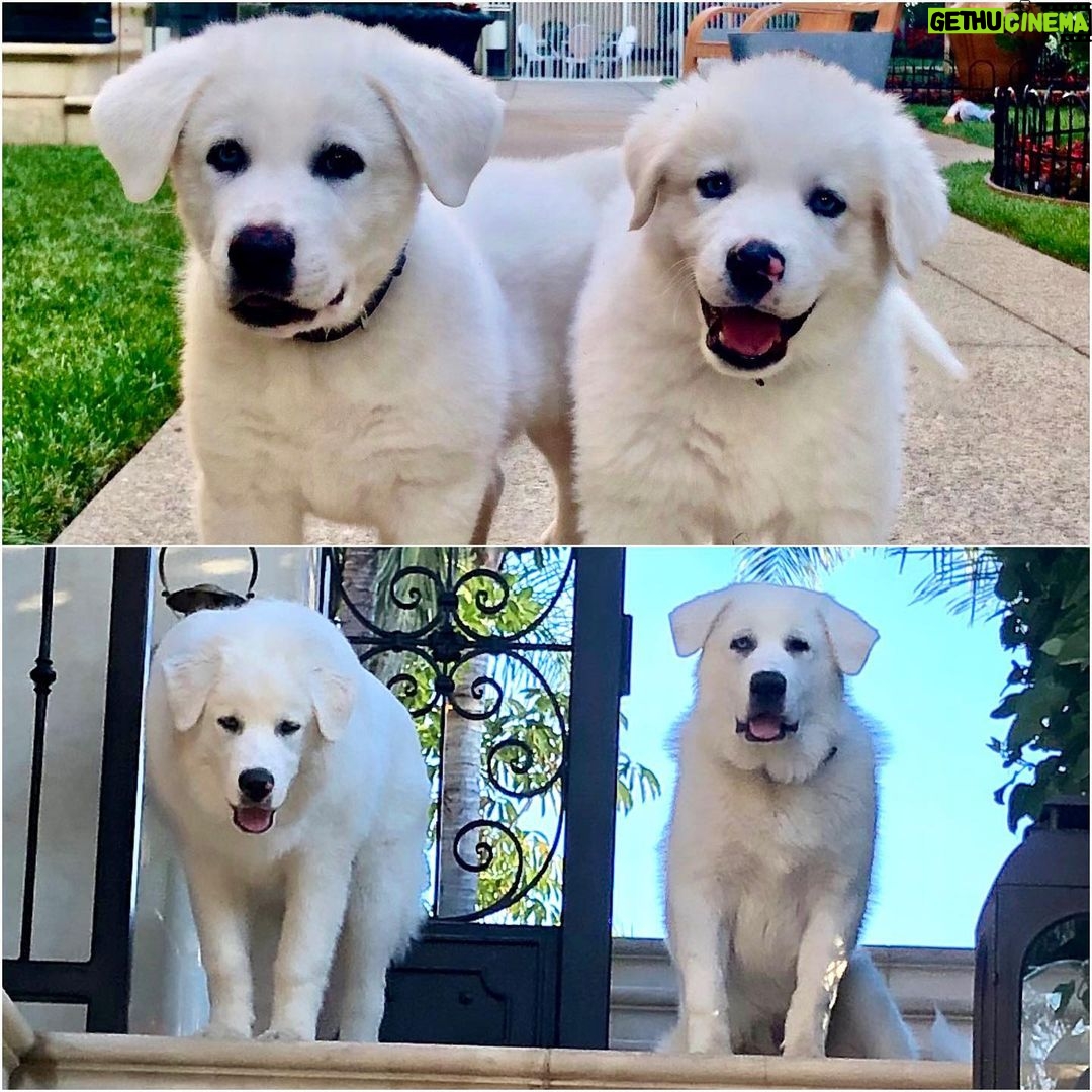 Phil McGraw - 19.9K Likes - I think 2 Polar Bears ate my puppies! 4 months diff!!!