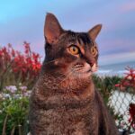 Pierce Brosnan Instagram - My cool cat watching the sunset.