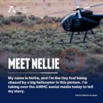 Pierce Brosnan Instagram - #RePost @freewildhorses: “My name is Nellie, and I’m the tiny foal being chased by a big helicopter in this picture. I’m taking over the AWHC social media today to tell my story. I haven’t seen my family since the day this photo was taken last year, and I’m so scared and lonely without them. My herd was grazing peacefully on our home range in Twin Peaks, California when these loud machines descended from the sky. All I could hear was the terrible noise of the helicopter. I was chased into a metal trap, with walls taller than me. I barely made it out alive that day, and I’m lucky I did. 31 others didn’t. AWHC didn’t stop when the helicopters landed. Their investigations team dug in and found that 69 more members of the herd lost their lives in the days and months following the roundup, and at least 14 of them were just babies like me, with their wild lives cut tragically short. I’ve heard that what happened to me is going to happen to my herd again next summer, and to more than 20,000 other wild horses and burros in 2024. #staywild #tellmystory #wildconservation”