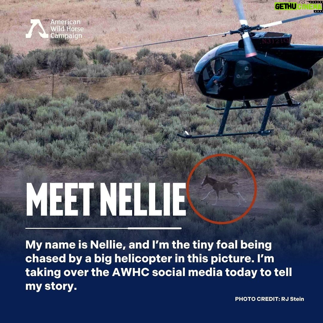 Pierce Brosnan Instagram - #RePost @freewildhorses: “My name is Nellie, and I’m the tiny foal being chased by a big helicopter in this picture. I’m taking over the AWHC social media today to tell my story. I haven’t seen my family since the day this photo was taken last year, and I’m so scared and lonely without them. My herd was grazing peacefully on our home range in Twin Peaks, California when these loud machines descended from the sky. All I could hear was the terrible noise of the helicopter. I was chased into a metal trap, with walls taller than me. I barely made it out alive that day, and I’m lucky I did. 31 others didn’t. AWHC didn’t stop when the helicopters landed. Their investigations team dug in and found that 69 more members of the herd lost their lives in the days and months following the roundup, and at least 14 of them were just babies like me, with their wild lives cut tragically short. I’ve heard that what happened to me is going to happen to my herd again next summer, and to more than 20,000 other wild horses and burros in 2024. #staywild #tellmystory #wildconservation”
