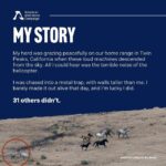 Pierce Brosnan Instagram - #RePost @freewildhorses: “My name is Nellie, and I’m the tiny foal being chased by a big helicopter in this picture. I’m taking over the AWHC social media today to tell my story. I haven’t seen my family since the day this photo was taken last year, and I’m so scared and lonely without them. My herd was grazing peacefully on our home range in Twin Peaks, California when these loud machines descended from the sky. All I could hear was the terrible noise of the helicopter. I was chased into a metal trap, with walls taller than me. I barely made it out alive that day, and I’m lucky I did. 31 others didn’t. AWHC didn’t stop when the helicopters landed. Their investigations team dug in and found that 69 more members of the herd lost their lives in the days and months following the roundup, and at least 14 of them were just babies like me, with their wild lives cut tragically short. I’ve heard that what happened to me is going to happen to my herd again next summer, and to more than 20,000 other wild horses and burros in 2024. #staywild #tellmystory #wildconservation”