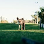 Pierre Gasly Instagram - 🧘‍♂️🔋⛳️🏌️‍♂️ Dubai, United Arab Emirates