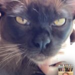 Piers Morgan Instagram - Dennis is always so ‘pleased’ to see me on FaceTime. 🤣