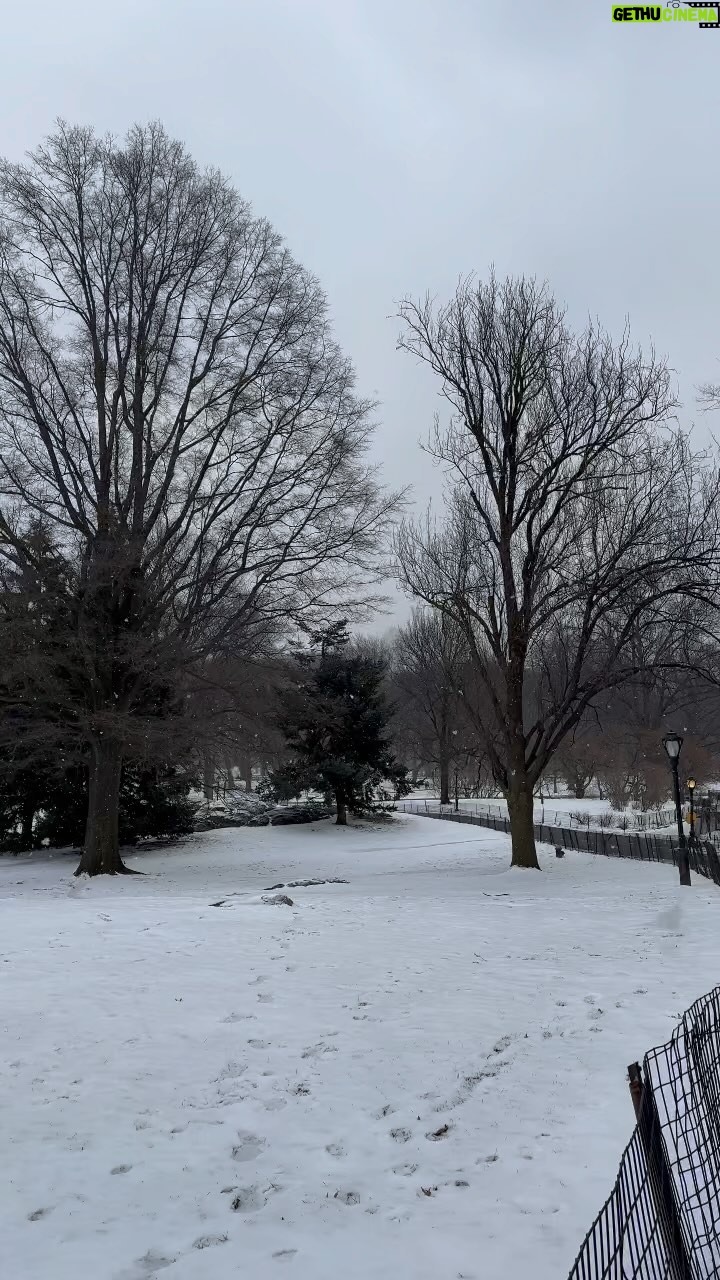 Piers Morgan Instagram - Love walking through Central Park in the snow.. ❄️ Central Park in NYC