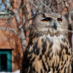 Pietra Quintela Instagram - Main Street’ 🛒🎞️🦉 Main Street, Park City