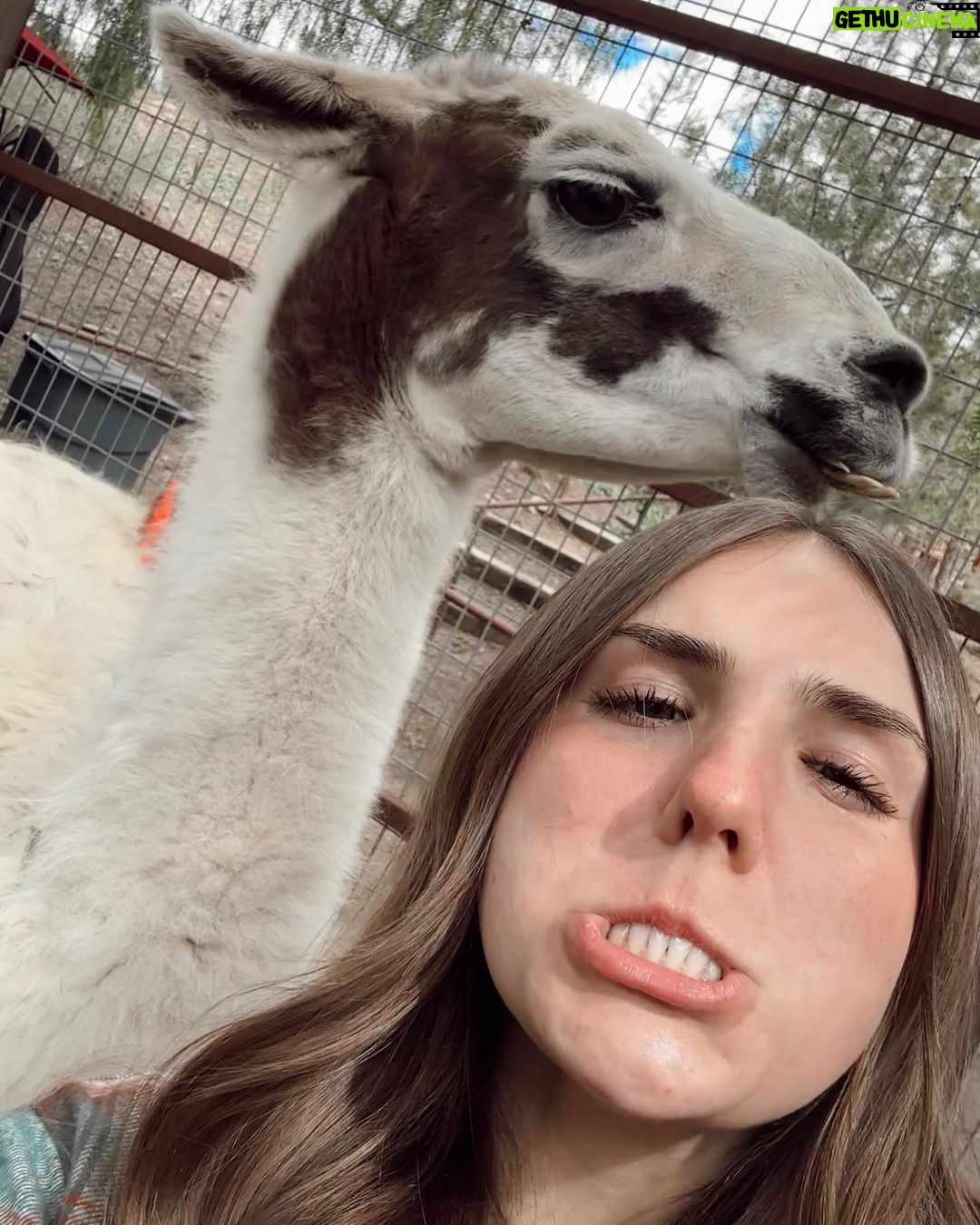 Piper Rockelle Instagram - holy cow, u should hug a cow 🐄 @thegentlebarn The Gentle Barn - Santa Clarita
