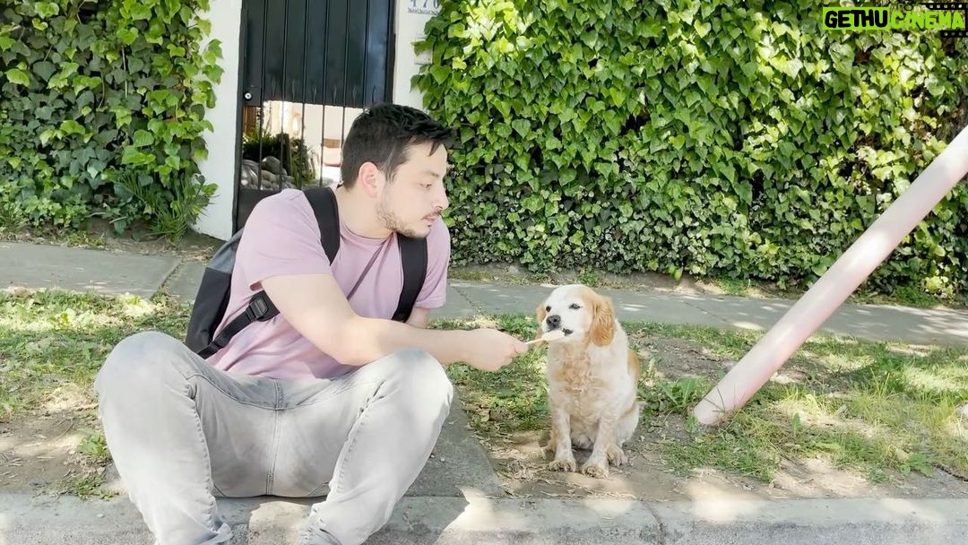 Pollo Castillo Instagram - cuando te sigue el perrito callejero hasta tu casa 🥲