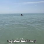 Pollo Castillo Instagram - monono el cuma 🐆