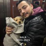 Pollo Castillo Instagram - Nala x siempre 💫❤️ Hace 3 semanas se presentó en mi camino un alma llena de bondad y cariño, concecté con un criaturita con quien anhelaba pasar muchos años de juegos, responsabilidades y aventuras, pero la vida quiso otra historia y con sólo 3 semanas el distemper se la llevó. Mientras siento el amargor del momento y me invade la pena, me cuestiono el por qué de muchas cosas y me quemo la cabeza intentando buscar respuestas que solo el tiempo me responderá. La vida esta llena de sorpresas dulces y amargas, pero también de magia que se presenta cuando uno menos espera, lo lindo es que el significado depende de uno y estoy seguro que NALA llegó y nunca se irá.