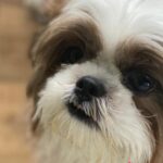 Poornima Indrajith Instagram - Booboo 💔 08/03/17 - 25/2/24