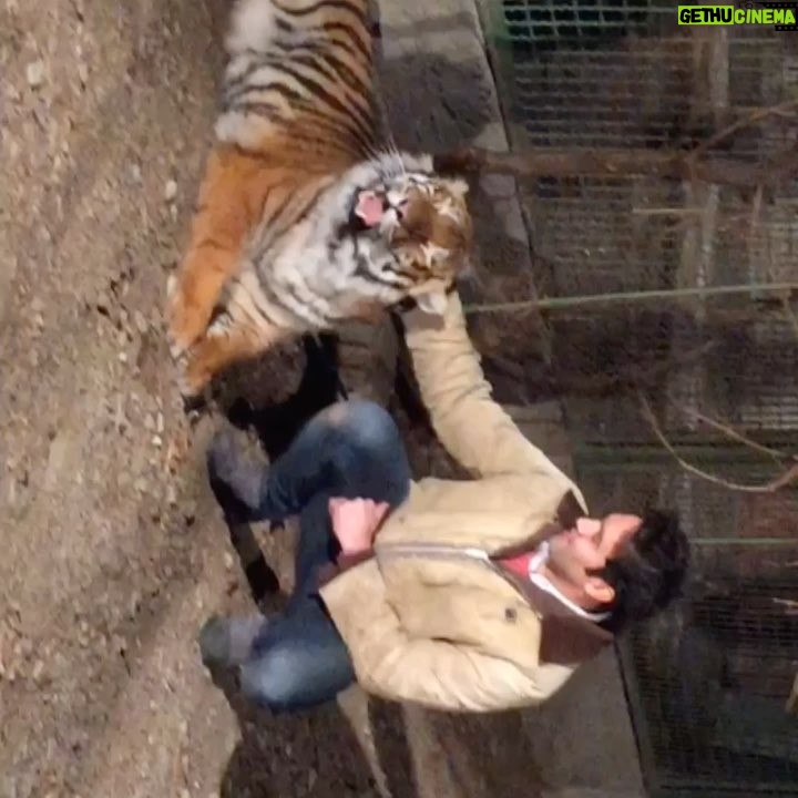 Pouria Poursorkh Instagram - تجديد خاطره با مايا خانوم مهربون🐅... پيشاپيش اگر گردنتون درد گرفت عذر ميخوام😎 پ.ن : بر اساس اخرين تحقيقات اگر گوشيتون رو بچرخونيد گردنتون درد نميگيره... با تشكر از محققين مربوطه كه از آسايششون ميگذرن تا ما در آسايش زندگي كنيم💝😂