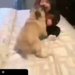 Pouria Poursorkh Instagram - 😍😍😂زور نزن آخه اينقدر ...