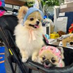 Preechaya Pongthananikorn Instagram - Mamii พาเราไปเดินเล่น เย้ #vincevinaontour 🐶🐾🌭🤍 Central Fastival Eastville