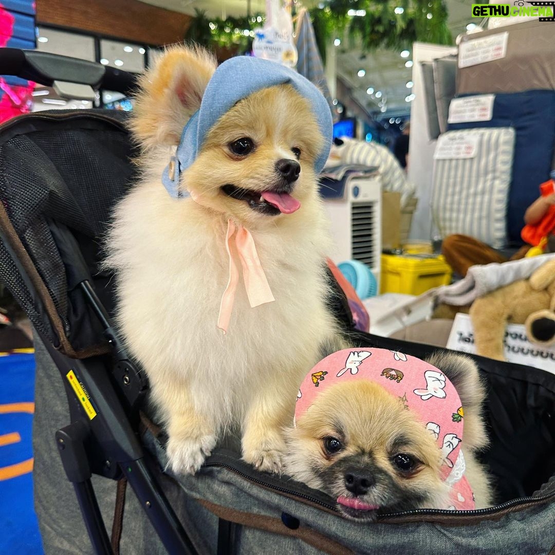 Preechaya Pongthananikorn Instagram - Mamii พาเราไปเดินเล่น เย้ #vincevinaontour 🐶🐾🌭🤍 Central Fastival Eastville