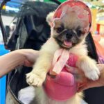 Preechaya Pongthananikorn Instagram - Mamii พาเราไปเดินเล่น เย้ #vincevinaontour 🐶🐾🌭🤍 Central Fastival Eastville