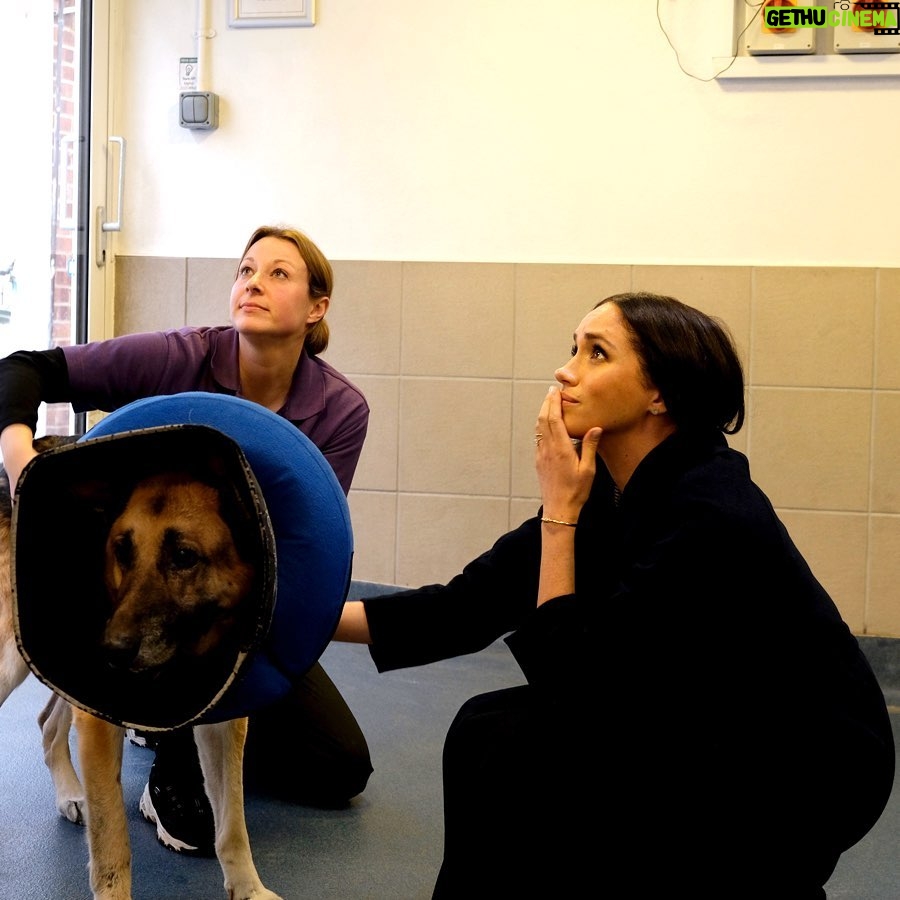 Prince Harry, Duke of Sussex Instagram - Earlier this month, The Duchess of Sussex popped in to see the amazing people at Mayhew to hear about the incredible progress made throughout the festive period. The Duchess of Sussex, having been proud patron of Mayhew since January 2019 and long understanding the connection between animal and community welfare, applauds the people at Mayhew for the vital work that they do every day. From cats and dogs who have found new homes to animal welfare cases handled in the community - @TheMayhew believes in the power of togetherness and the special bond between humans and animals. Image © SussexRoyal