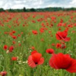 Princess Eugenie Instagram - Today is #remembranceday, a day we remember all those that fought to protect our freedom and gave the ultimate sacrifice in the line of duty. #lestweforget 📸 PA Images