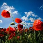 Princess Eugenie Instagram - Today is #remembranceday, a day we remember all those that fought to protect our freedom and gave the ultimate sacrifice in the line of duty. #lestweforget 📸 PA Images