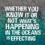 Princess Eugenie Instagram - The second interview in my Ocean Advocate Series is with Jasmin Graham who co-founded Minorities in Shark Sciences @miss_elasmo Founded by four black female shark researchers, @miss_elasmo strives to promote diversity and inclusion in shark science and encourage gender minorities of colour to push through barriers and contribute knowledge to marine science. They are leading the charge on innovative thinking about sharks and the ocean.