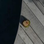 Rômulo Estrela Instagram – Fechando o ano desse jeito por aqui. 🤍⛵️🥥 Atins – Lençóis Maranhenses