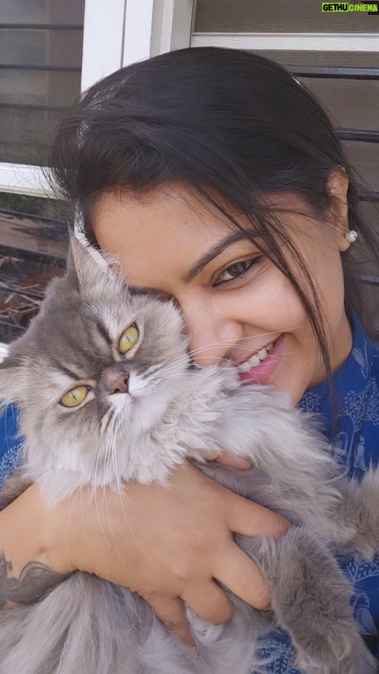 Rachitha Mahalakshmi Instagram - Vibing with my punidhamana kadhal 😻🐾 @siberian_whiskeygrey 😻 #vibingwiththesong