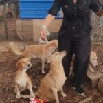 Rachitha Mahalakshmi Instagram - It's been 2years.... 13/12/2021 🐶🐾🐾 My Happy left but he made sure Happiness doesn't leave me.... Seeing my Happy boy though them 🥺🐾🐾 More than 250 abandoned puppies treated with utmost care . And this heaven is in @has_coimbatore 🐶🐾🐾 Spreading love nd happiness as much as possible..... They deserve it ❤️ 🐶🐾🐾 @rachitha_mahalakshmi_aram #Happy #pawlove #petlove #theyneedus #savestreetdogs #donotharmanimals