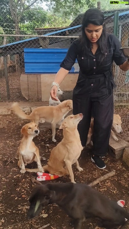 Rachitha Mahalakshmi Instagram - It's been 2years.... 13/12/2021 🐶🐾🐾 My Happy left but he made sure Happiness doesn't leave me.... Seeing my Happy boy though them 🥺🐾🐾 More than 250 abandoned puppies treated with utmost care . And this heaven is in @has_coimbatore 🐶🐾🐾 Spreading love nd happiness as much as possible..... They deserve it ❤ 🐶🐾🐾 @rachitha_mahalakshmi_aram #Happy #pawlove #petlove #theyneedus #savestreetdogs #donotharmanimals