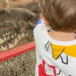 Rafa Brites Instagram - Dia especial com @gabrielnucleo ! Nosso herpetologista e seu assistente (leon) curtiram muito conhecer o trabalho com a maior víbora do mundo a surucucu pico de jaca. Obrigada Gabriel e Claudio pelo passeio emocionante 🐍!! Serpentário De Serra Grande