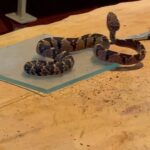 Rafa Brites Instagram - Dia especial com @gabrielnucleo ! Nosso herpetologista e seu assistente (leon) curtiram muito conhecer o trabalho com a maior víbora do mundo a surucucu pico de jaca. Obrigada Gabriel e Claudio pelo passeio emocionante 🐍!! Serpentário De Serra Grande