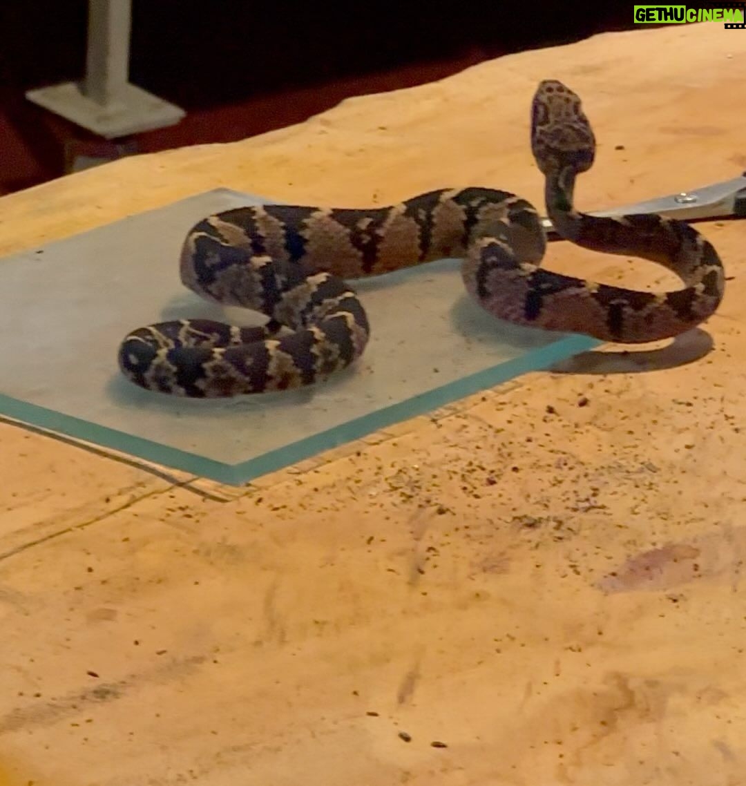 Rafa Brites Instagram - Dia especial com @gabrielnucleo ! Nosso herpetologista e seu assistente (leon) curtiram muito conhecer o trabalho com a maior víbora do mundo a surucucu pico de jaca. Obrigada Gabriel e Claudio pelo passeio emocionante 🐍!! Serpentário De Serra Grande
