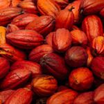 Rafa Brites Instagram – Rota do cacau. Tive ume experiência linda para conhecer o programa #Cocoaplan que tem como o objetivo fomentar e implementar práticas regenerativas e sustentáveis na cadeia de produção desse fruto tão mágico. Agora toda vez que for degustar ou atacar mesmo aquele chocolate delicioso vou lembrar de toda a importância que o cacau tem para nosso país.  Melhor é ter essa experiência com os amigos  @ritabatista @juferraz @cacelico e @enzocelulari ! Obrigada @cantagalo.cacau @nestlechocolates  ate a próxima! Fotos @lecanovo #publi
