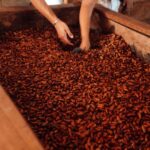 Rafa Brites Instagram – Rota do cacau. Tive ume experiência linda para conhecer o programa #Cocoaplan que tem como o objetivo fomentar e implementar práticas regenerativas e sustentáveis na cadeia de produção desse fruto tão mágico. Agora toda vez que for degustar ou atacar mesmo aquele chocolate delicioso vou lembrar de toda a importância que o cacau tem para nosso país.  Melhor é ter essa experiência com os amigos  @ritabatista @juferraz @cacelico e @enzocelulari ! Obrigada @cantagalo.cacau @nestlechocolates  ate a próxima! Fotos @lecanovo #publi