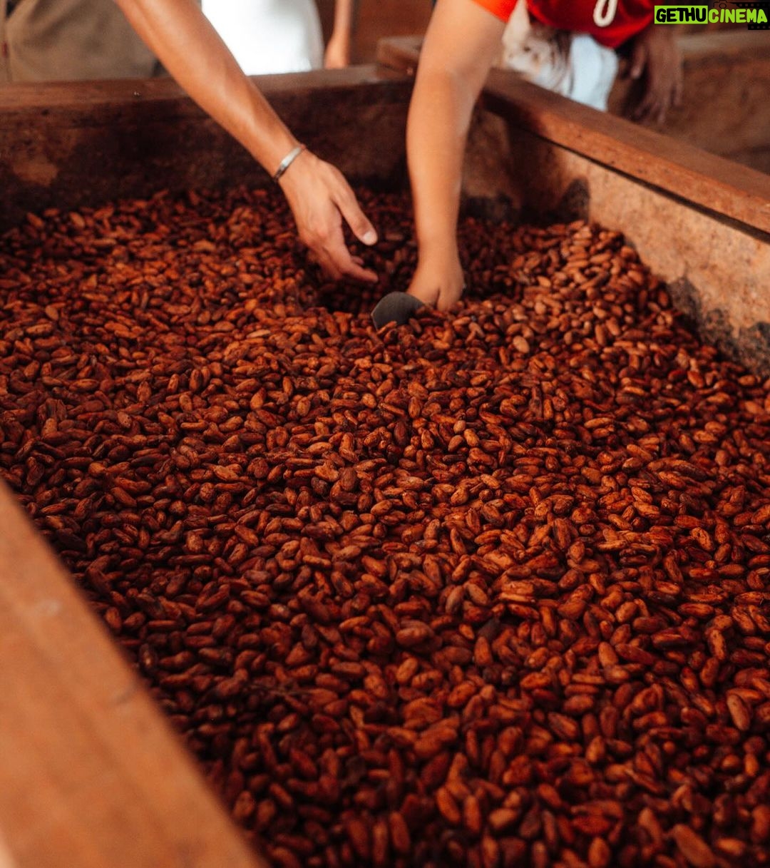 Rafa Brites Instagram - Rota do cacau. Tive ume experiência linda para conhecer o programa #Cocoaplan que tem como o objetivo fomentar e implementar práticas regenerativas e sustentáveis na cadeia de produção desse fruto tão mágico. Agora toda vez que for degustar ou atacar mesmo aquele chocolate delicioso vou lembrar de toda a importância que o cacau tem para nosso país. Melhor é ter essa experiência com os amigos @ritabatista @juferraz @cacelico e @enzocelulari ! Obrigada @cantagalo.cacau @nestlechocolates ate a próxima! Fotos @lecanovo #publi