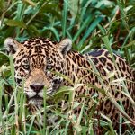 Rafa Kalimann Instagram - Essa é a onça Kalimann, registrada no Pantanal Norte. Um dos grandes presentes que recebi desde que me tornei madrinha das Brigadas Pantaneiras da @sospantanal (que atua na prevenção e no combate de incêndios nesse bioma tão rico mas tão frágil) foi o de ter meu nome em uma das onças registradas. A catalogação das onças é extremamente importante pra estudos científicos, onde através dos avistamentos é possível entender melhor seus comportamentos e traçar melhores estratégias para protegê-las. Tive a linda sorte de estar na região do Porto Jofre nesse dia e encontrar o @henriqueolsen que foi quem a viu, fotografou e escolheu seu nome. Uma homenagem que vou levar pra sempre comigo. “Que a Kalimann seja mais uma dessas estrelas felinas aqui do Pantanal, e que chame ainda mais atenção para a necessidade de conservar a casa delas.”