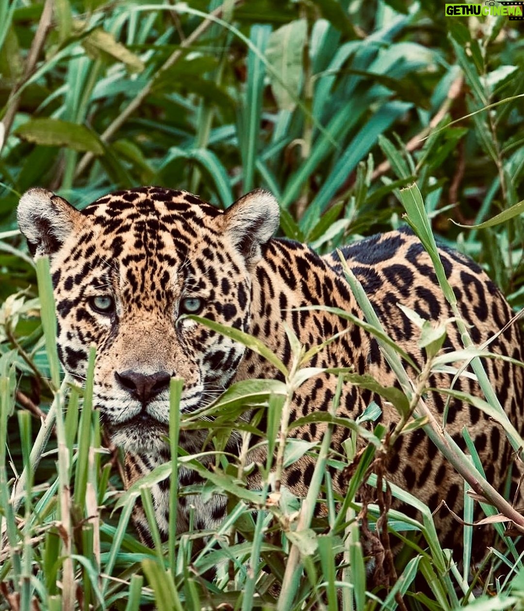 Rafa Kalimann Instagram - Essa é a onça Kalimann, registrada no Pantanal Norte. Um dos grandes presentes que recebi desde que me tornei madrinha das Brigadas Pantaneiras da @sospantanal (que atua na prevenção e no combate de incêndios nesse bioma tão rico mas tão frágil) foi o de ter meu nome em uma das onças registradas. A catalogação das onças é extremamente importante pra estudos científicos, onde através dos avistamentos é possível entender melhor seus comportamentos e traçar melhores estratégias para protegê-las. Tive a linda sorte de estar na região do Porto Jofre nesse dia e encontrar o @henriqueolsen que foi quem a viu, fotografou e escolheu seu nome. Uma homenagem que vou levar pra sempre comigo. “Que a Kalimann seja mais uma dessas estrelas felinas aqui do Pantanal, e que chame ainda mais atenção para a necessidade de conservar a casa delas.”