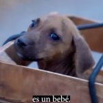 Rafa Polinesio Instagram - Por fin. Siempre quise llevar a un perrito en bici 🚲