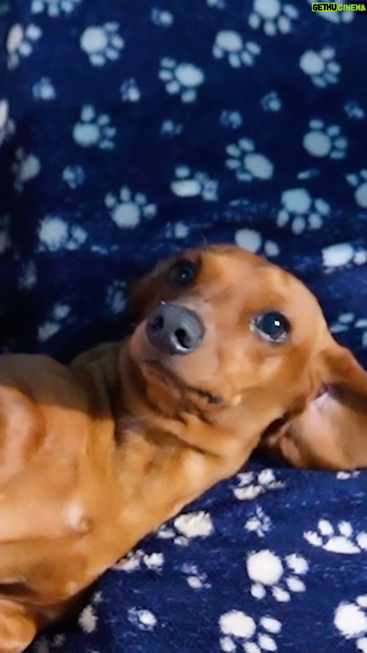 Rafa Polinesio Instagram - El remedio funcionó 🐕 tal vez regresemos a los AKK con Karen y Less