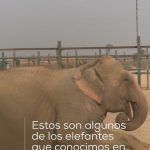 Rafa Polinesio Instagram - Familia ya vieron el documental de elefantes 🐘 si no lo han visto corran a verlo en el canal de los polinesios #H3ROES