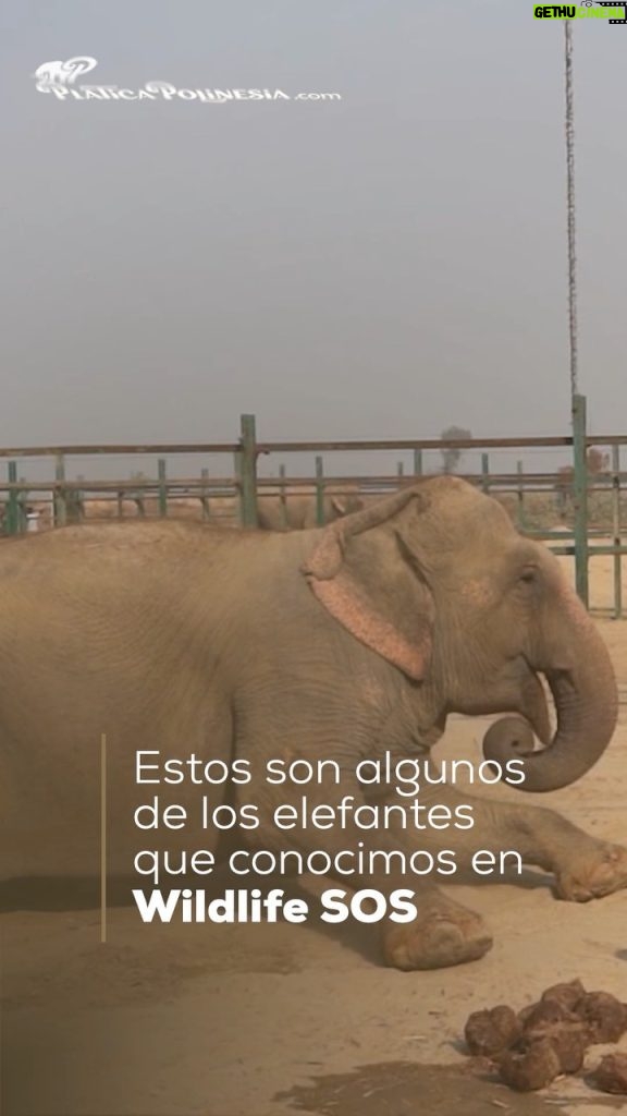 Rafa Polinesio Instagram - Familia ya vieron el documental de elefantes 🐘 si no lo han visto corran a verlo en el canal de los polinesios #H3ROES