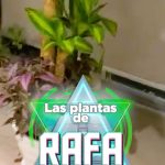 Rafa Polinesio Instagram - Comenta una 🌱si te gustan las plantas 🤩🤩🤩