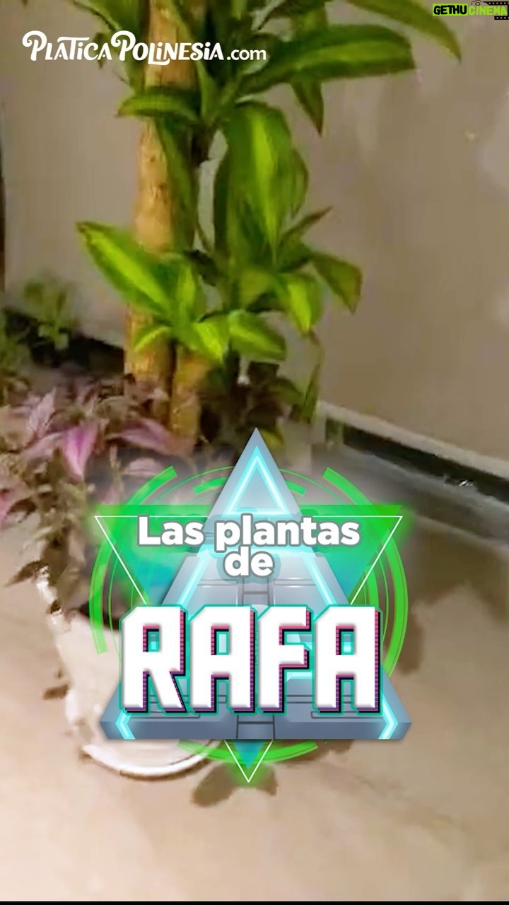 Rafa Polinesio Instagram - Comenta una 🌱si te gustan las plantas 🤩🤩🤩