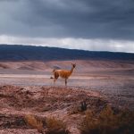 Rafa Polinesio Instagram - 🇨🇱 La magia andina 🏔 me transformó ❤️ Desierto De Atacama