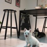 Rafael Lange Instagram – cachorrinhos na minha sala