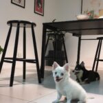 Rafael Lange Instagram - cachorrinhos na minha sala