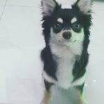 Rafael Lange Instagram - eleito o doguinho mais lindo do mundo por mim