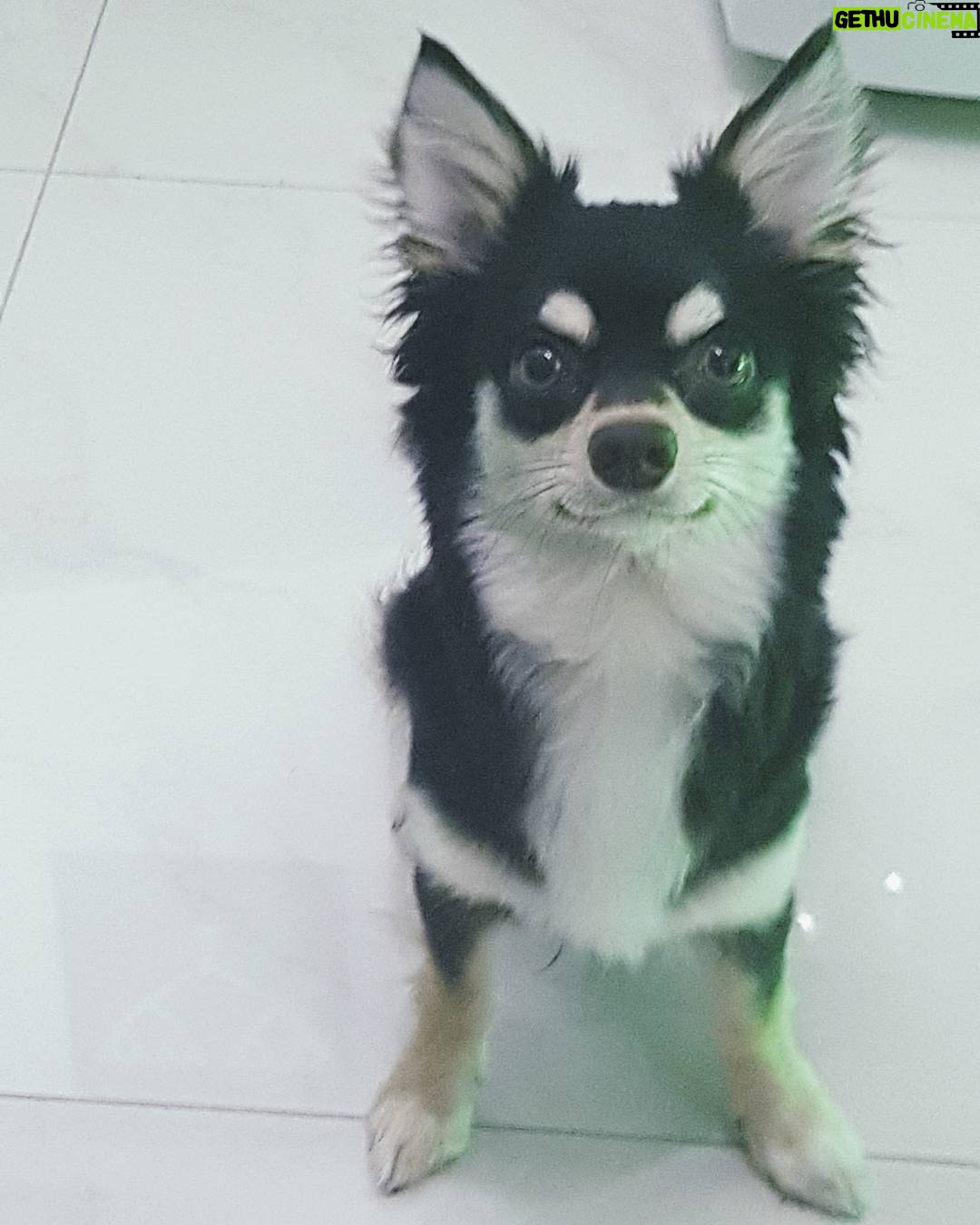 Rafael Lange Instagram - eleito o doguinho mais lindo do mundo por mim