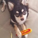 Rafael Lange Instagram - doguinho