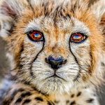 Rambod Javan Instagram - … در ادامه‌ی همه‌ی بی‌لیاقتیها پیروز هم شکست خورد #پیروز #پسر_ایران